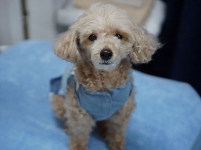 「いらっしゃいませ、どうぞこちらに」」