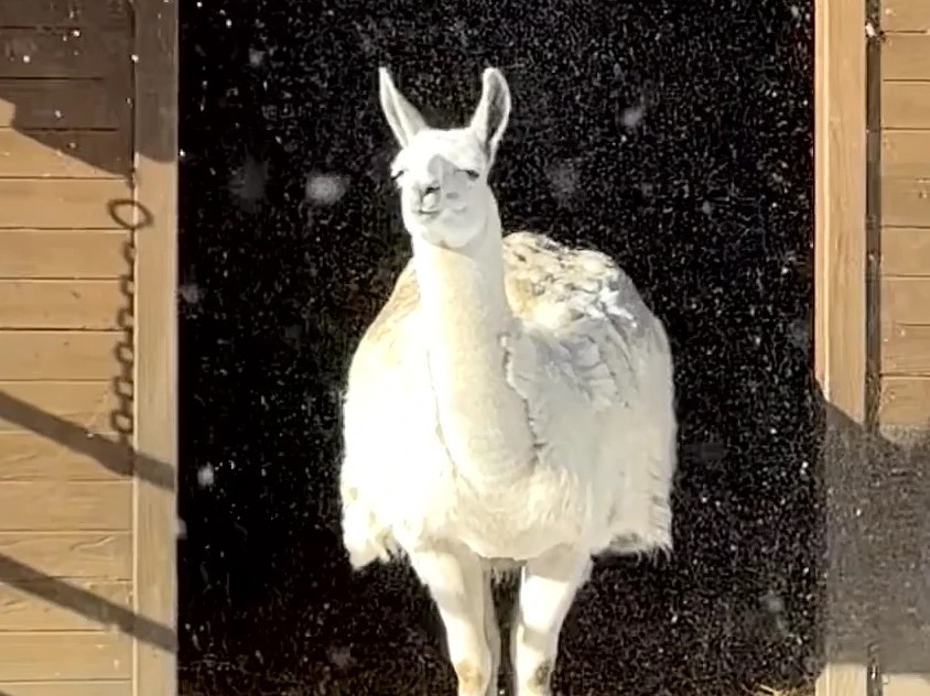 雪の中に白いラマ「神秘的~→コントやん」な結末!? 飼育員「軒下なので無事です」