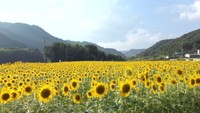 まさに絶景!青空に映える黄色いヒマワリ 岡山市の畑で見頃