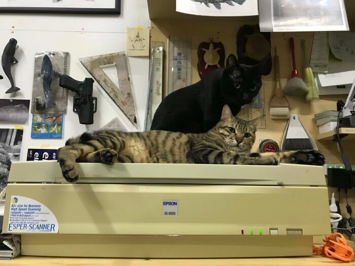 小田さんの仕事場にて。コピー機の上でくつろいでいるのは、キジトラのダリと黒猫のゴヤ