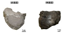 香川初の恐竜の化石が里帰り中 夏休み特別展示 親子教室も さぬき市