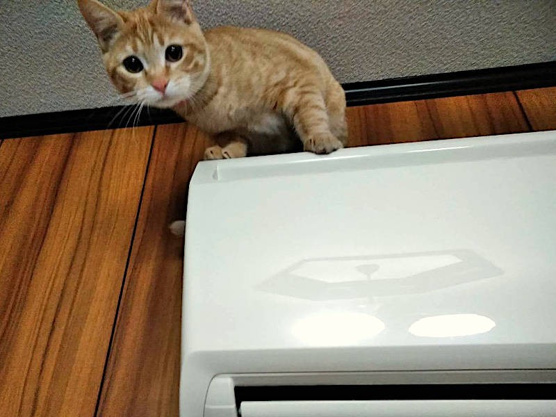 エアコンの上までのぼるおてんば娘