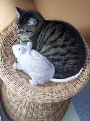 先住のルナもネズミと寝ていました