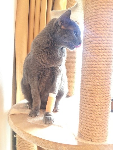 AIMを投与され、治療を受けた「楽(らく)」ちゃん(岩崎裕治さん提供)