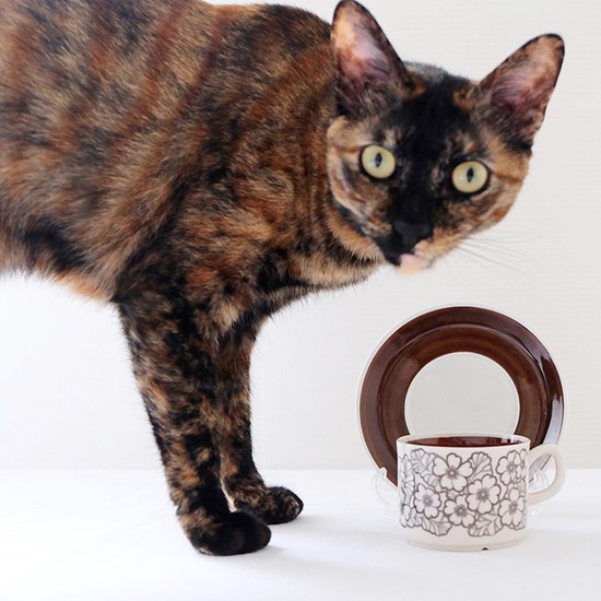 商品撮影に乱入するも、ばっちりカメラ目線(塚本さん提供)