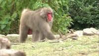 お猿の国では政権交代!?新しいボス誕生  香川・小豆島