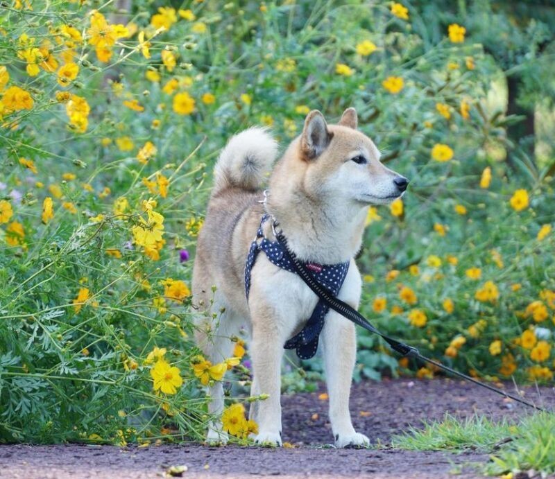 こつぶ