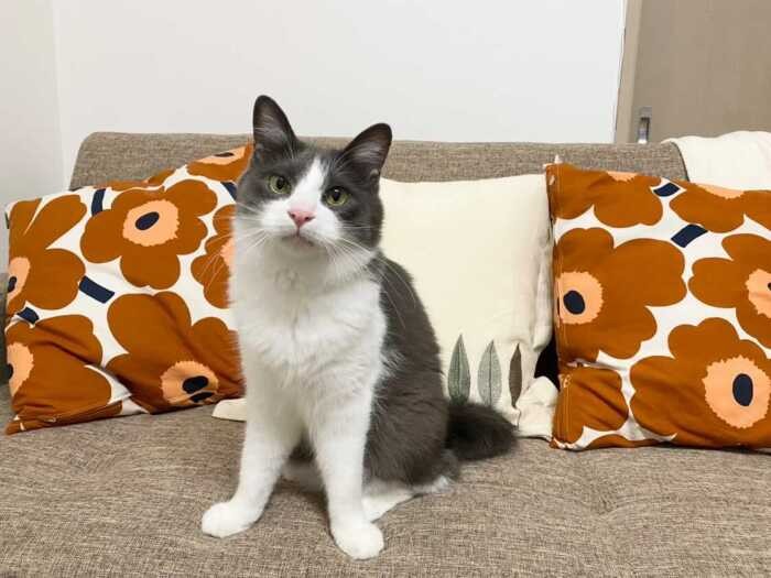 普段のとんとろ