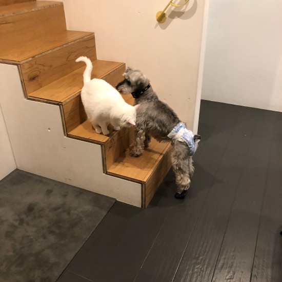飼い猫マロンと対面