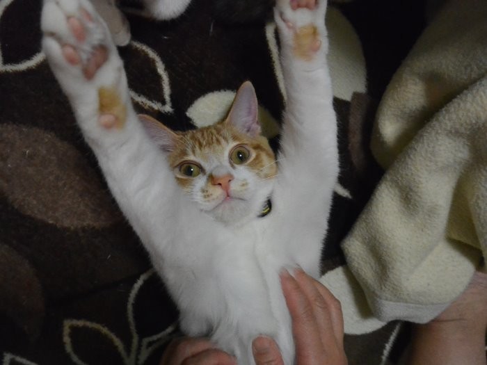 とにかく今ははっぴーだよ、わーい!