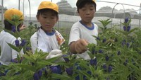 小学生が新見市の特産品・リンドウの収穫を体験 岡山