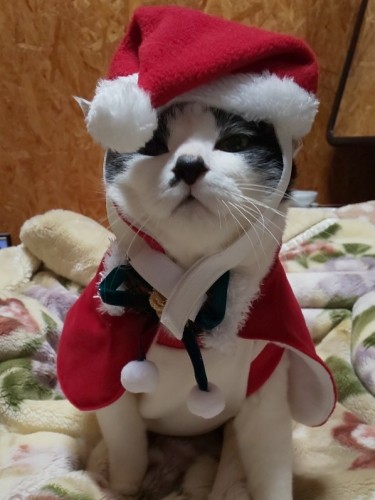 サンタになったももちゃん(美里さん提供)