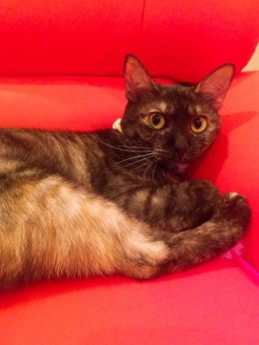 「遠くから来たけど、今は東京っ子」(提供写真)