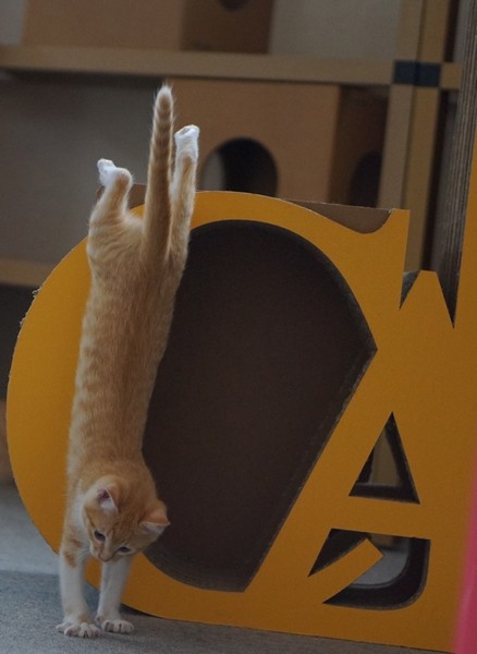 キャットタワー前でD難度の技を見せるこまち