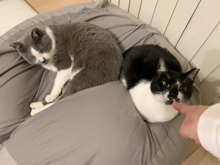 「くまおプロレス」最強タッグ