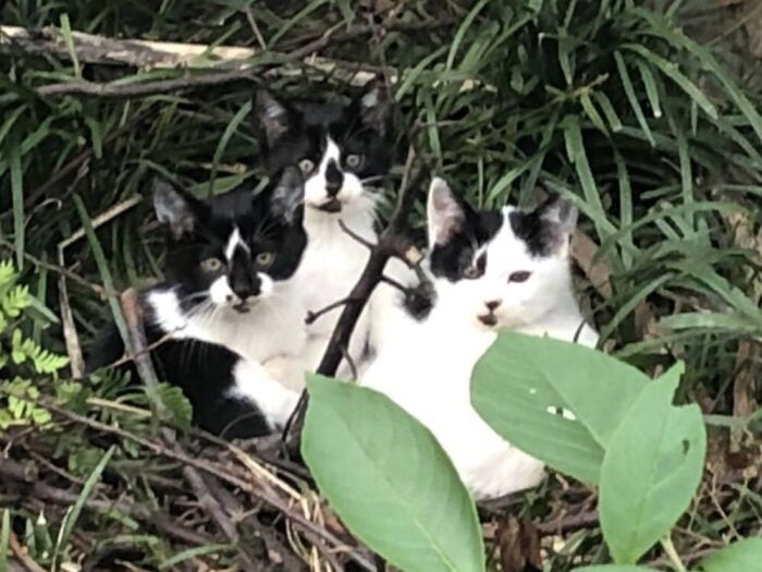 元々は野良猫が生んだ子で、外にいたところを兄弟と共に保護された。右端が二々子、当時は禰豆子という名だったそう。(ボランティアさん提供)