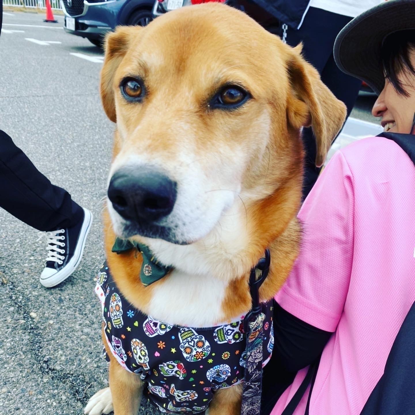 チョコレート工房と飼い主サポーターらがクリーン作戦 背景にある同じ願い