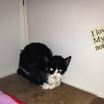 救出当日のドロップちゃん(今村友美さん提供)