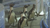 緊張気味?ペンギンがお引っ越しの練習 一時休館中の新屋島水族館から「市場水族館」へ 香川