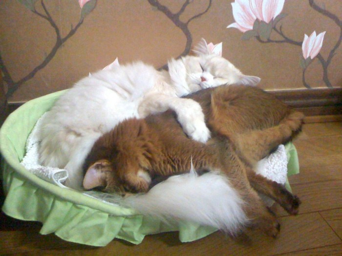 アンチョビちゃん、るっこらくんともに1歳。いつも仲良し(由加さん提供)