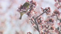 春の訪れ告げる淡いピンク 見頃迎えた「讃岐寒桜」とメジロが競演 香川県丸亀市・福成寺