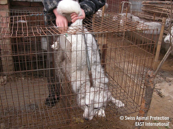 中国の毛皮農場のキツネ