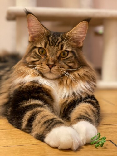 生後9カ月で体重6キロ以上のボンボン。大物の予感?「さーて、今日もコップを倒してみなを笑わせるかな」(かおりさん提供)