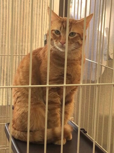 まだケージからは出られないが、家族への警戒は少しずつ解けている(有野さん提供)