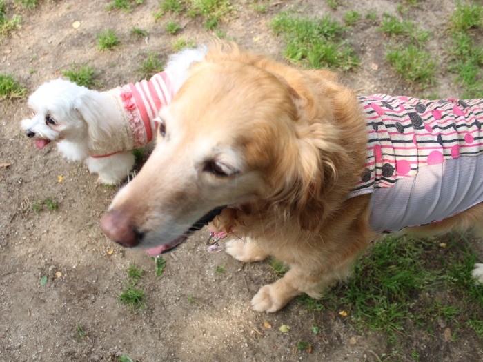 先住保護犬、春陽ちゃんと