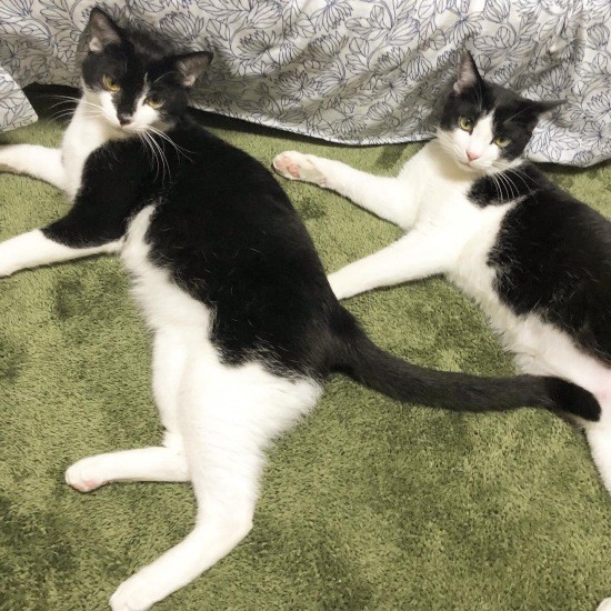 同じ格好だにゃん!(M男さん提供)