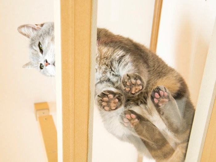 「アクリルボードを付ければ肉球が見えるよ」byレイチェル