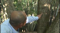 ツキノワグマに襲われ63歳男性がけが 山で植物摘み中に鉢合わせ 岡山・美作市