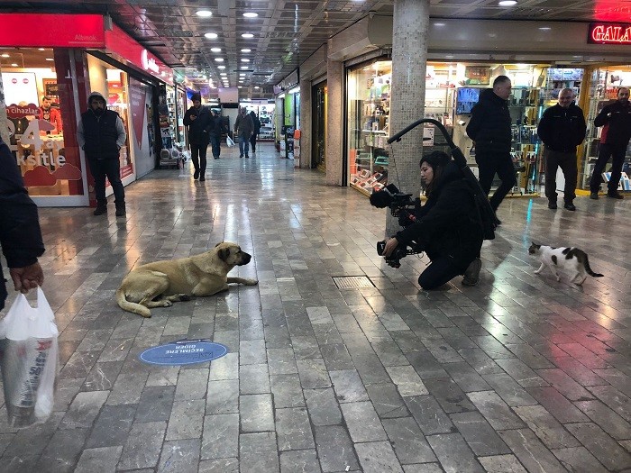 イスタンブールの地下道には、野良犬や野良猫が自由に動き回っている © 2020 THIS WAS ARGOS, LLC