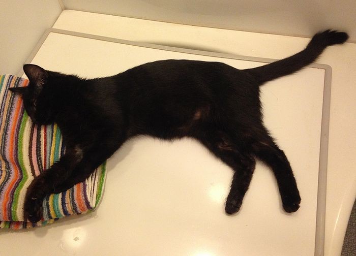 長旅を終えて家の浴室ですやすや(綾子さん提供)