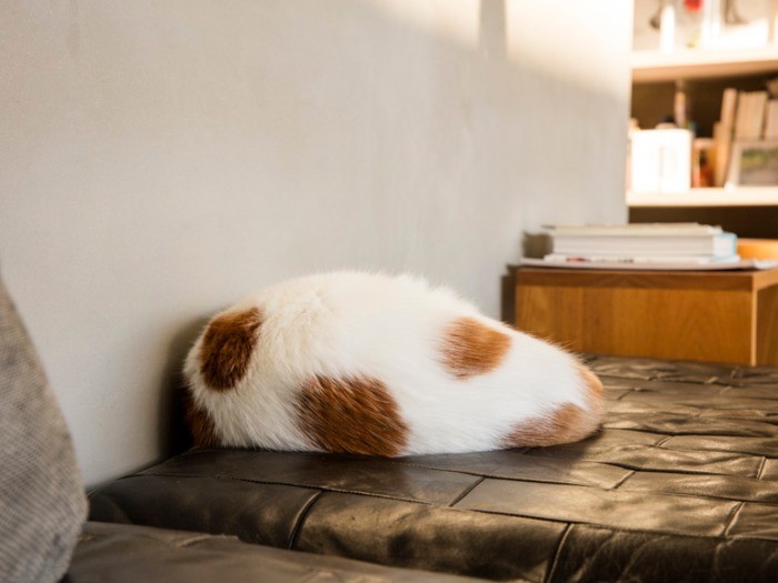 福岡県柳川市の名物「どんこ舟」が名前の由来