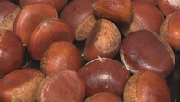 イガの役割は?上手く皮をむく方法は? 栗にまつわる疑問【みんなのハテナ】