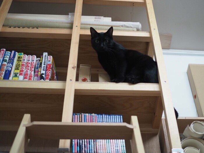 若いゴヤには資料棚も本棚もキャットタワー! 今日も仕事部屋の探検に余念がない