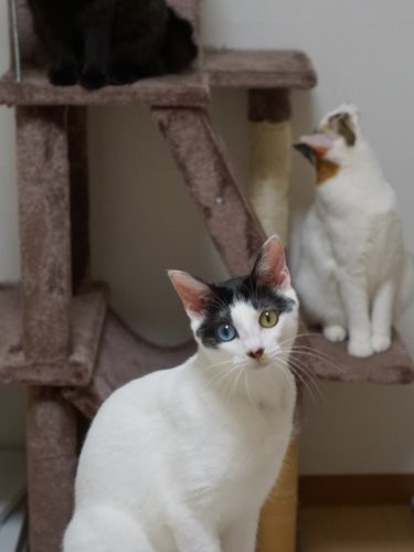 皆大好きキャットタワー!そろそろリニューアルします