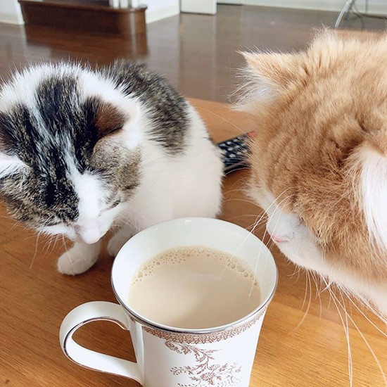 ミルクティーに興味津々