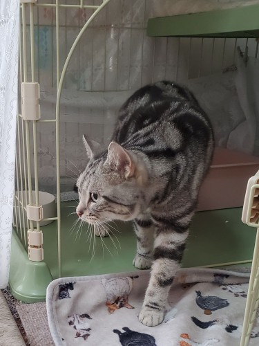 イヌオに呼ばれてケージから出てきたところ