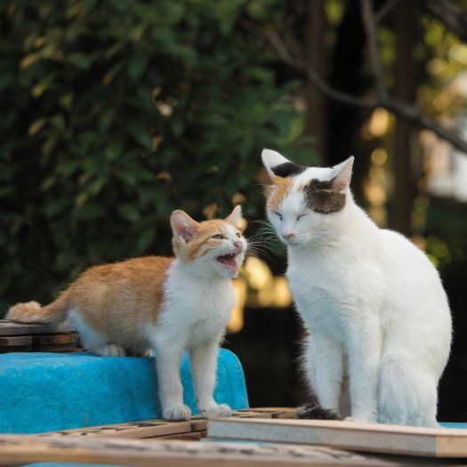 「ねえ、お母さん」「なあに」子猫が母猫に相撲について尋ねるところからスタート。(大空出版)