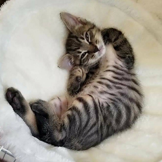 悩殺きゅんポーズをキメる、たいが(たい平さん提供)