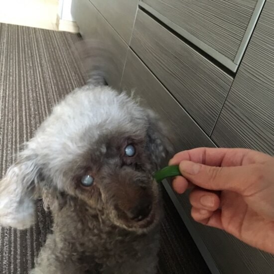 少し離れて暮らしていた期間があり、その間に目が白くなっていた(圭さん提供)