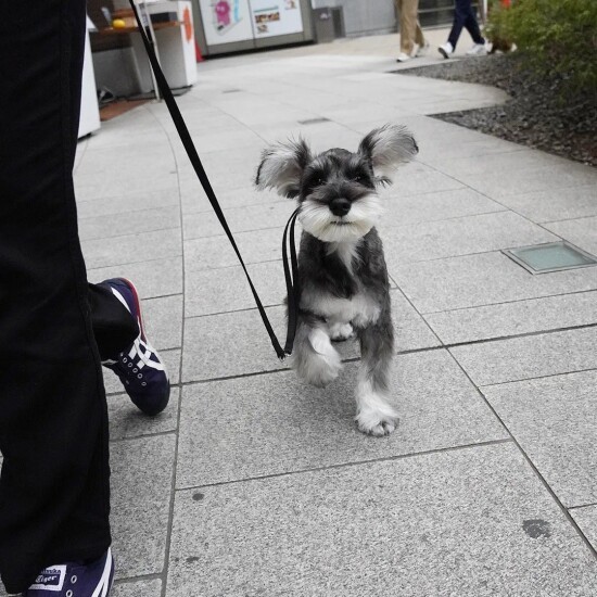 お泊まり最終日。お母さんとるんるんお散歩できた(UG提供)
