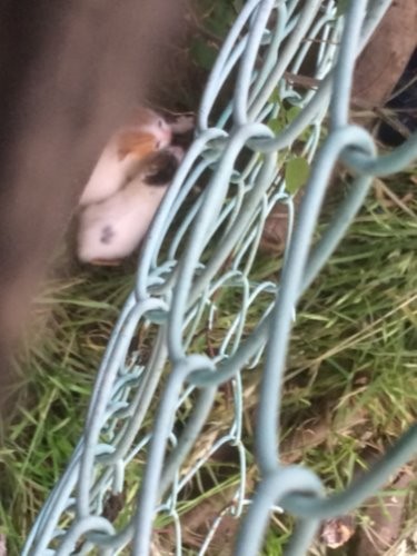 線路脇の草むらに潜むようにしていた(ボランティアさん提供)