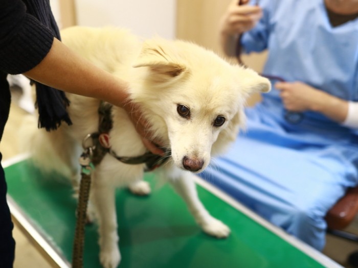 おとなしく診察される大吉