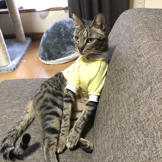 術後の黄色い保護着もお似合い