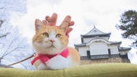 “猫城主”さんじゅーろーも見守り 備中松山城ですす払い 岡山・高梁市