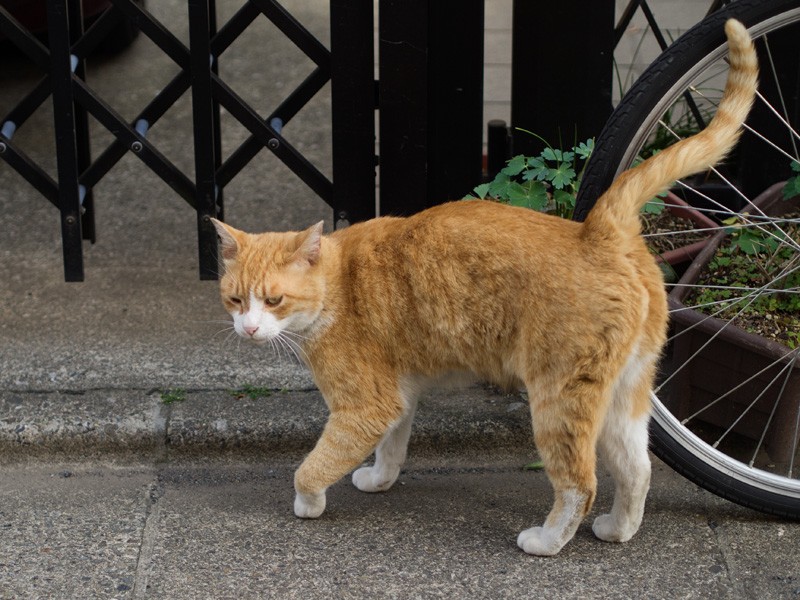 「追いかけられても、この家に逃げ込めば安心なんだ」(小林写函撮影)