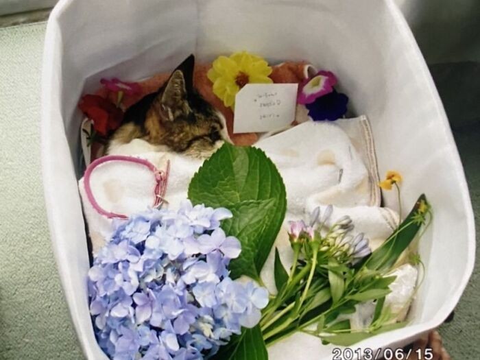 お別れの時、花や首輪と一緒に「みーちゃんありがとう」という手紙をいれた(真由子さん提供)